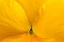 Yellow Pansy